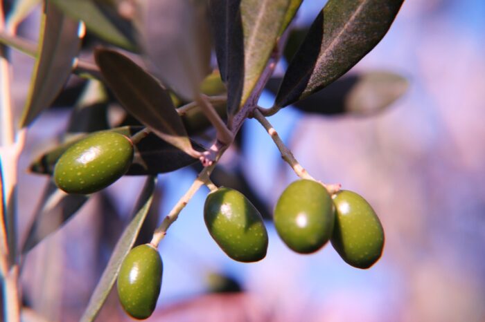 olive, green olives, green