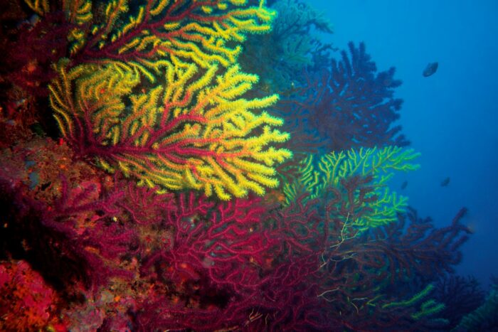 Coral reefs at the Medes